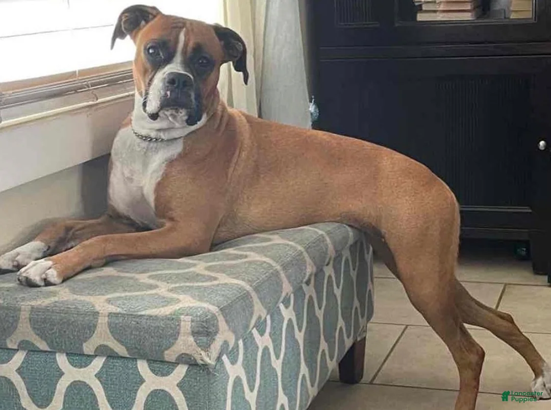 Boxer dogs for sale: Boxer 1 - Ad 3