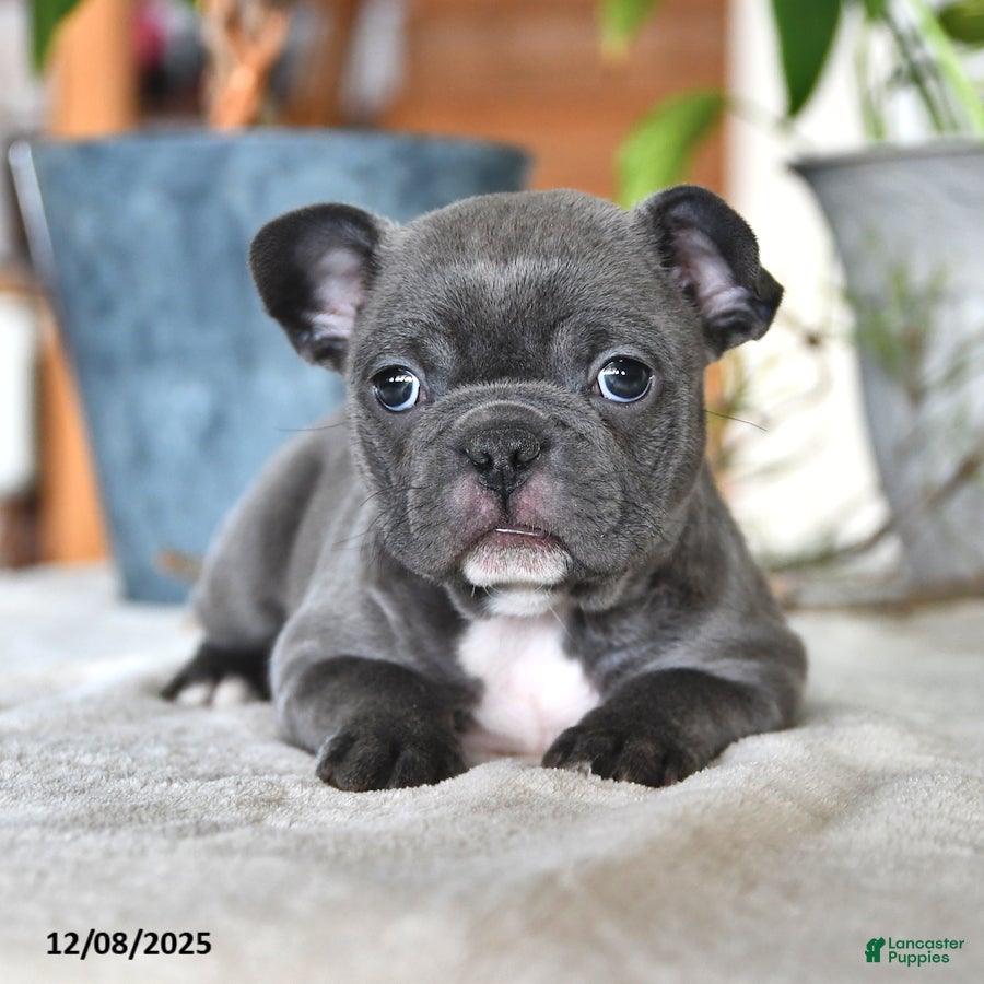 Frenchton dogs Elsie - Ad 10