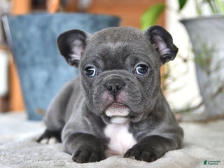 Frenchton dogs Elsie - Ad 18
