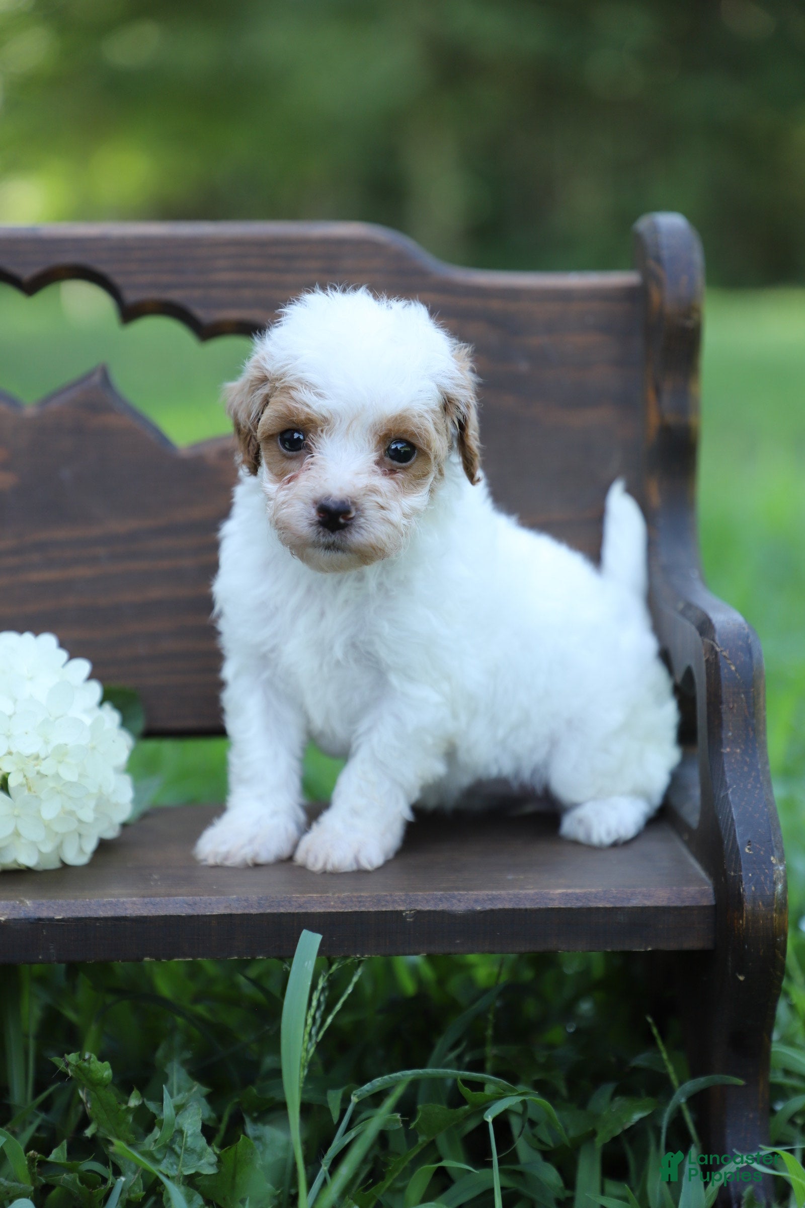 Miniature Poodle dogs Ellie - Ad 2