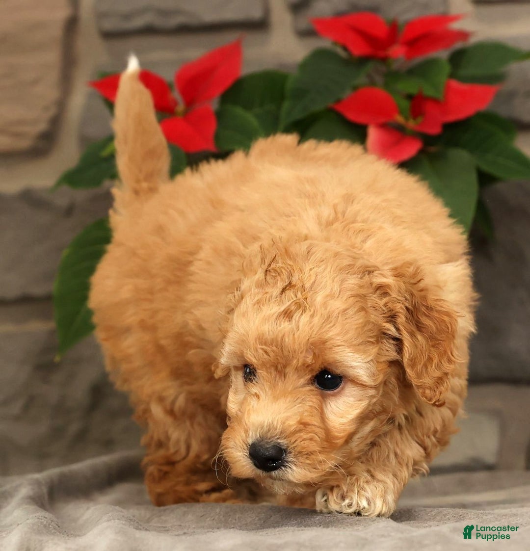 Mini Goldendoodle dogs for sale: Star - Ad 7