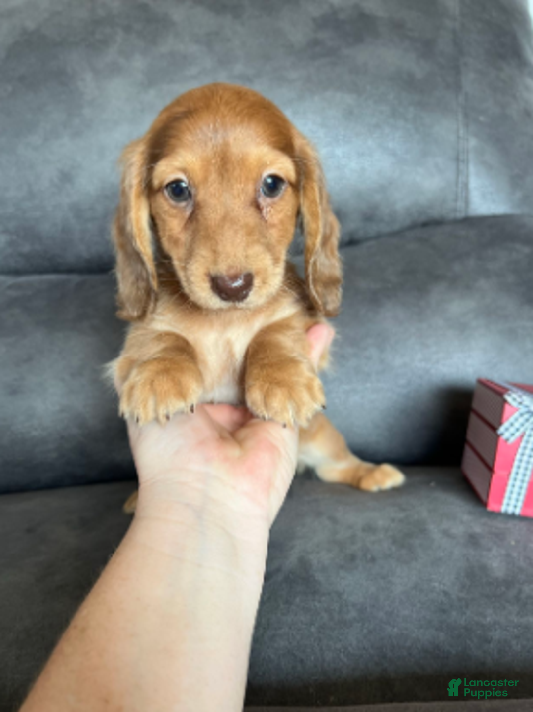 Dachshund dogs for sale: Duke - Ad 2