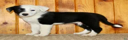 Border Collie dogs for sale: King - Ad 4