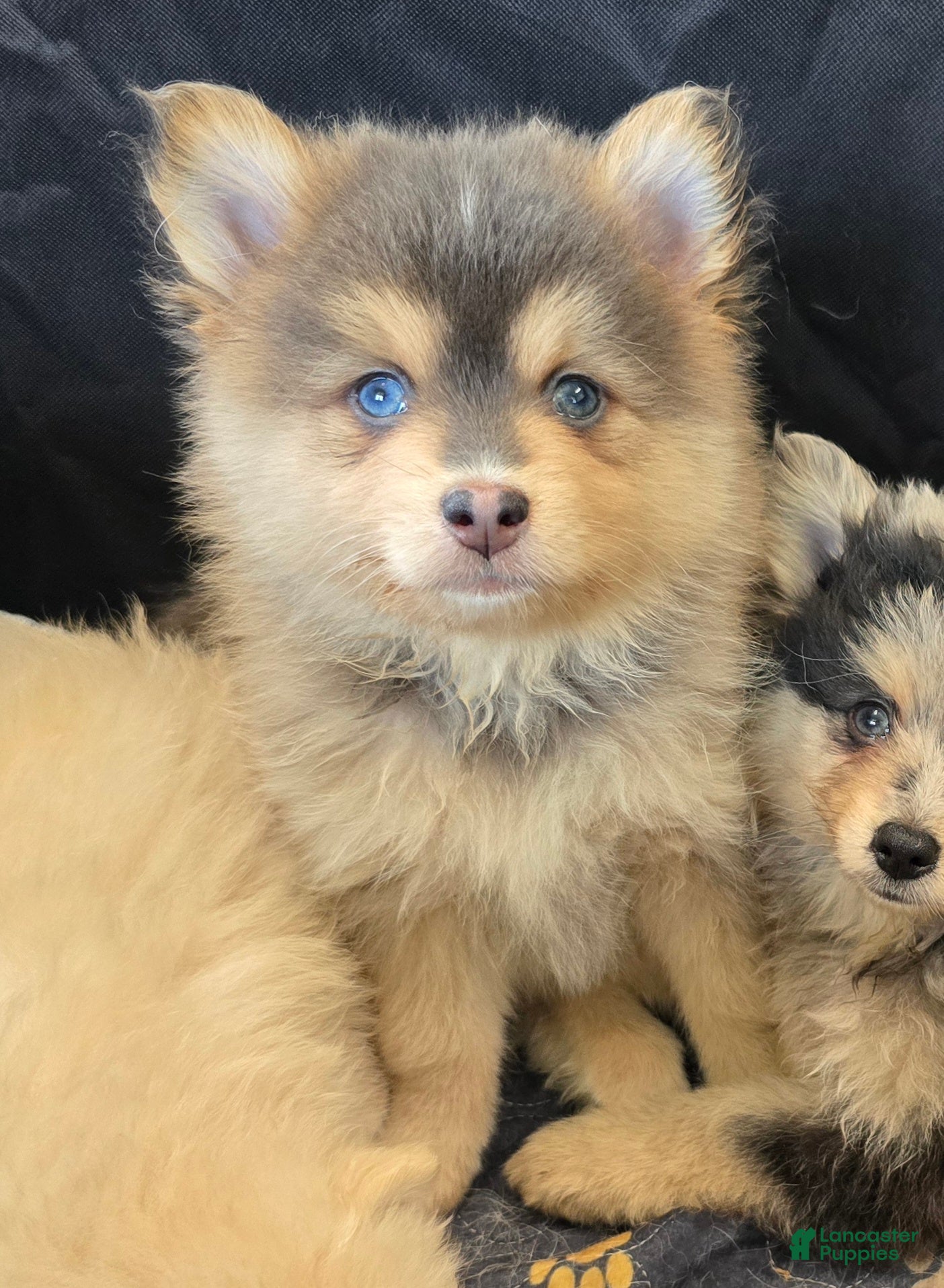 Pomsky dogs Blue boy - Ad 1