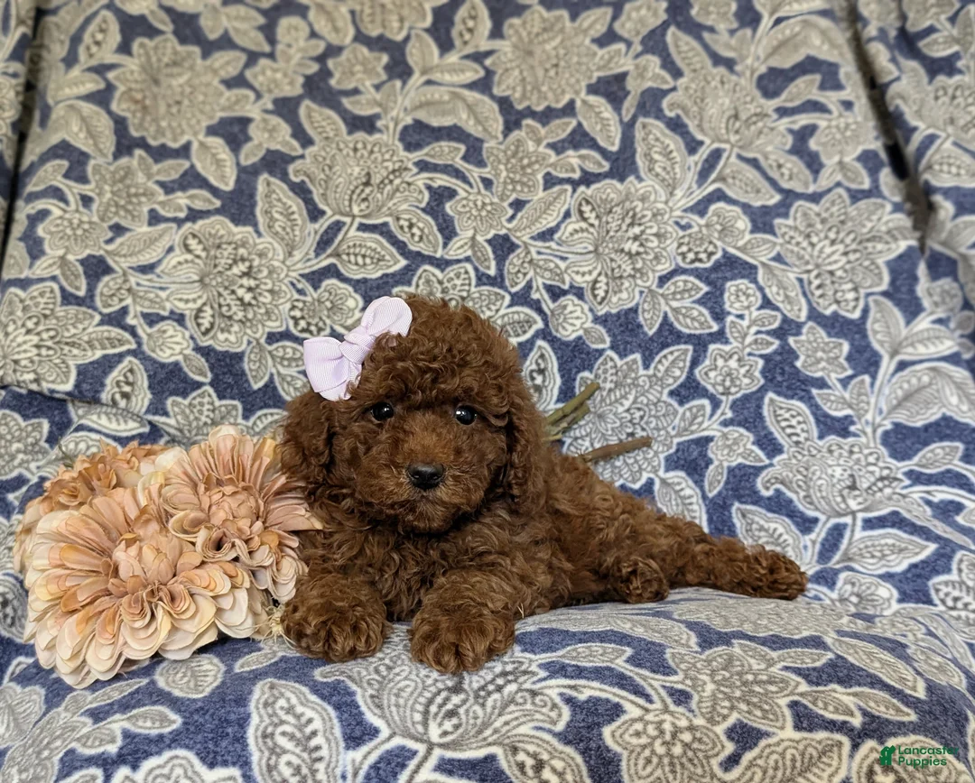 Miniature Poodle dogs for sale: Taite - Ad 5