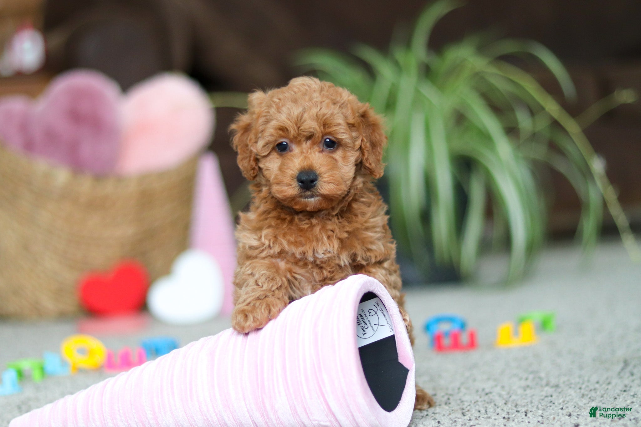 Cavapoo dogs Asher - Ad 18