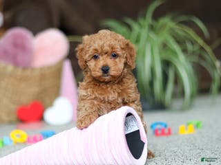 Cavapoo dogs Asher - Ad 22