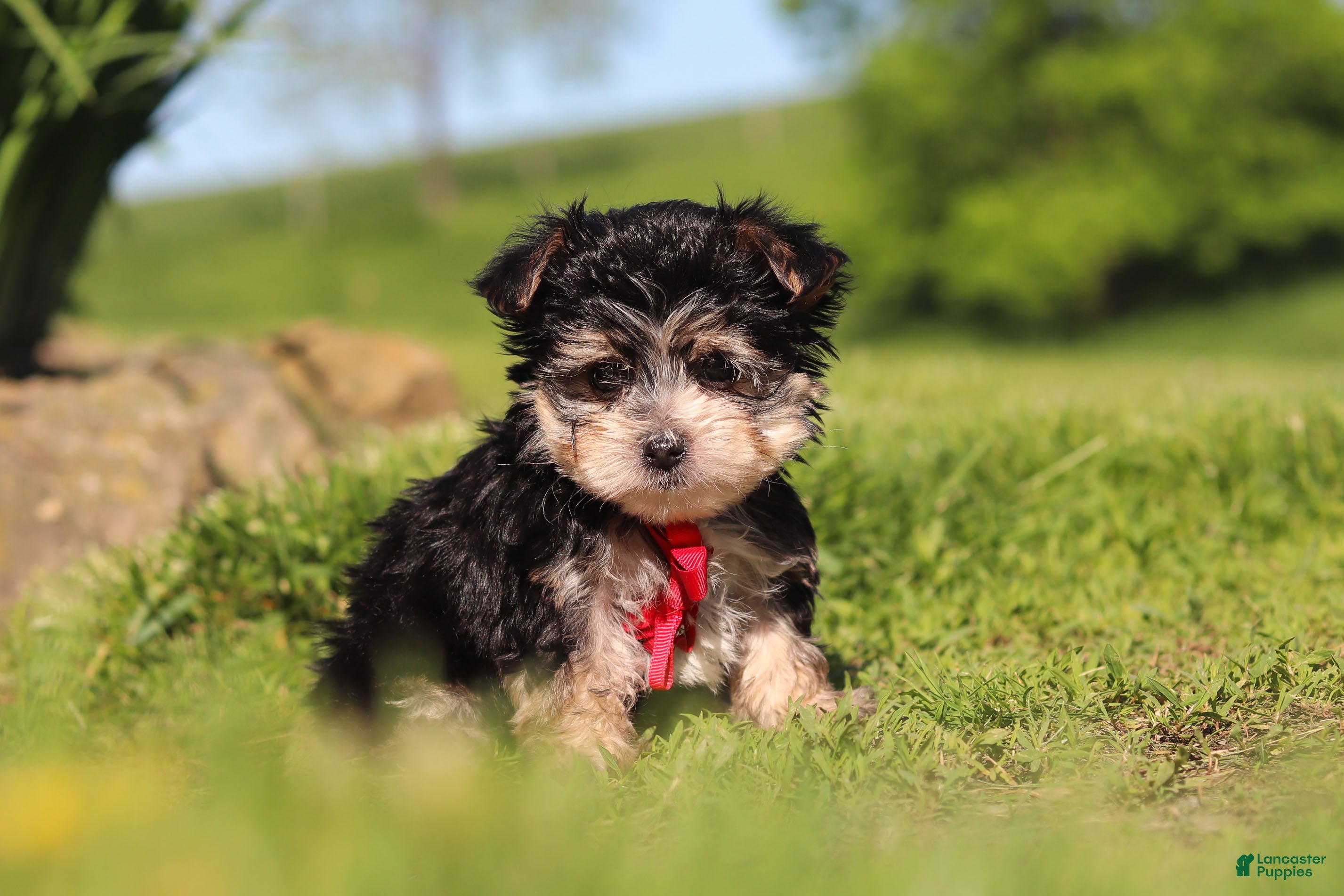 Morkie dogs Bennet - Ad 2