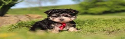 Morkie dogs for sale: Bennet - Ad 5