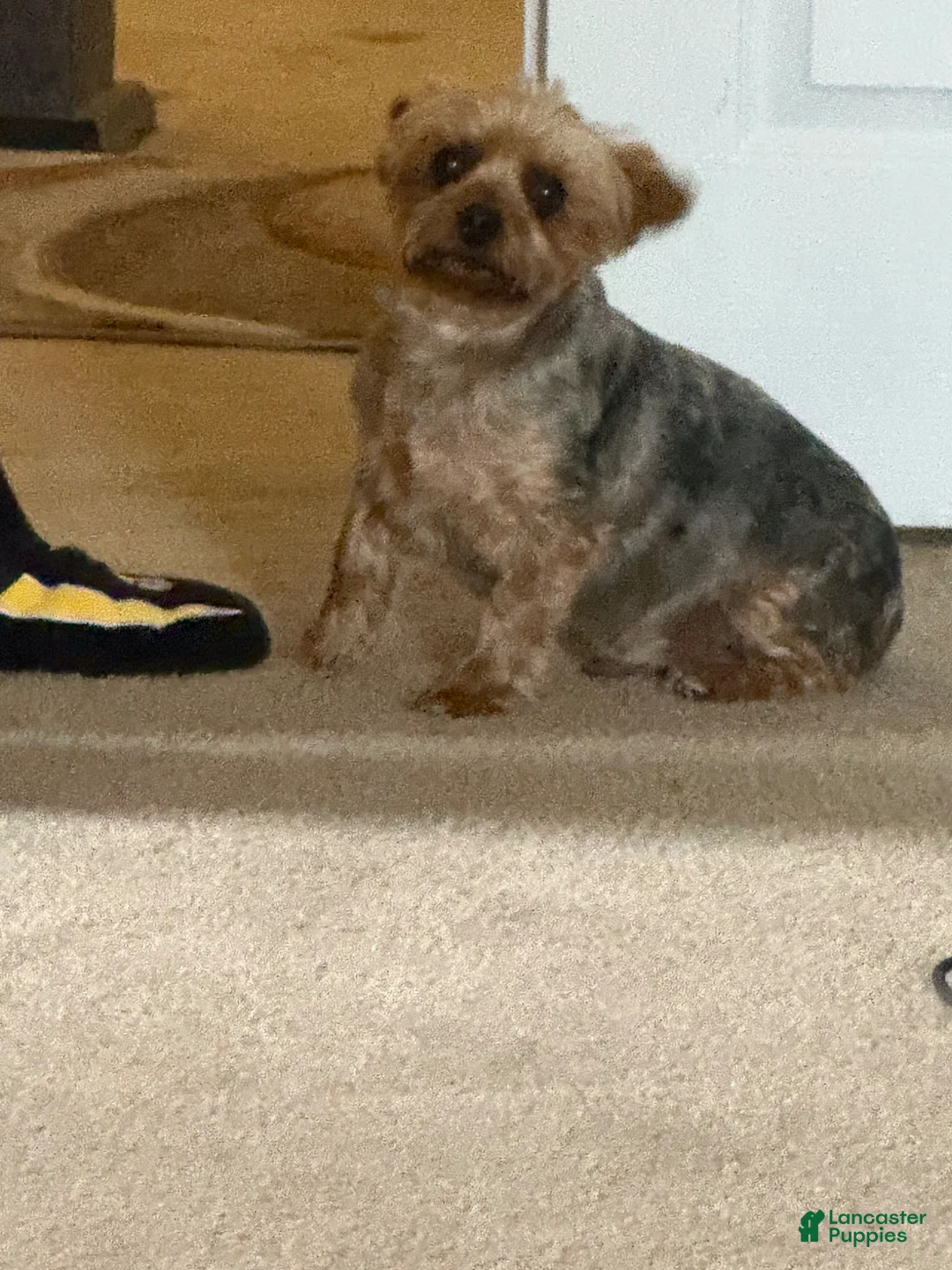 Yorkshire Terrier dogs for sale: Loowey - Ad 1