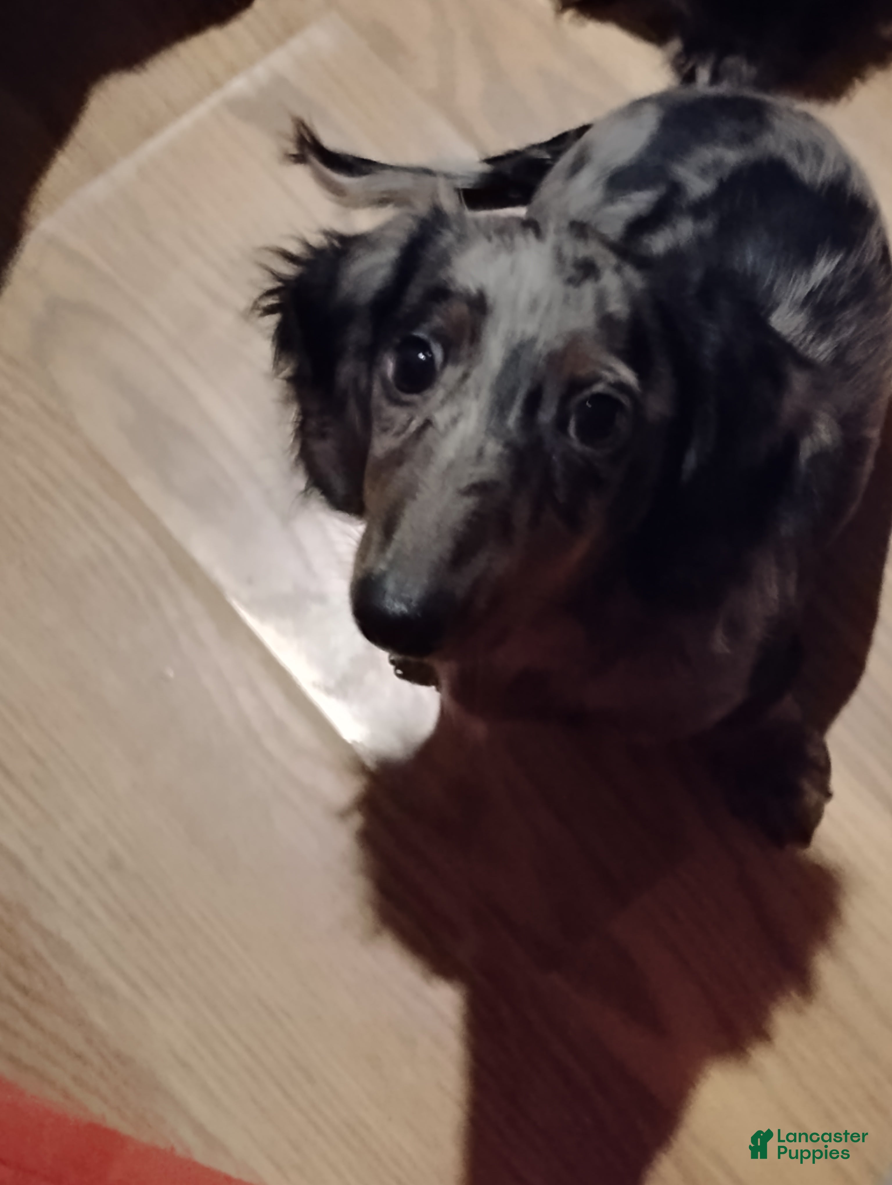 Dachshund dogs Dachshund 1 - Ad 39