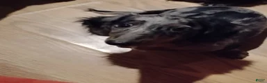 Dachshund 1