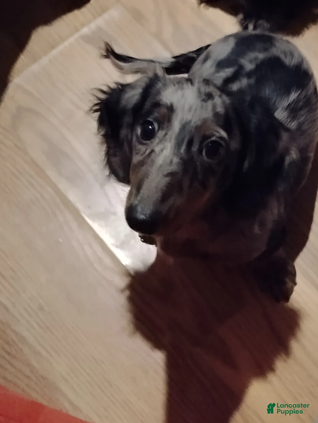 Dachshund dogs for sale: Dachshund 1 - Ad 1