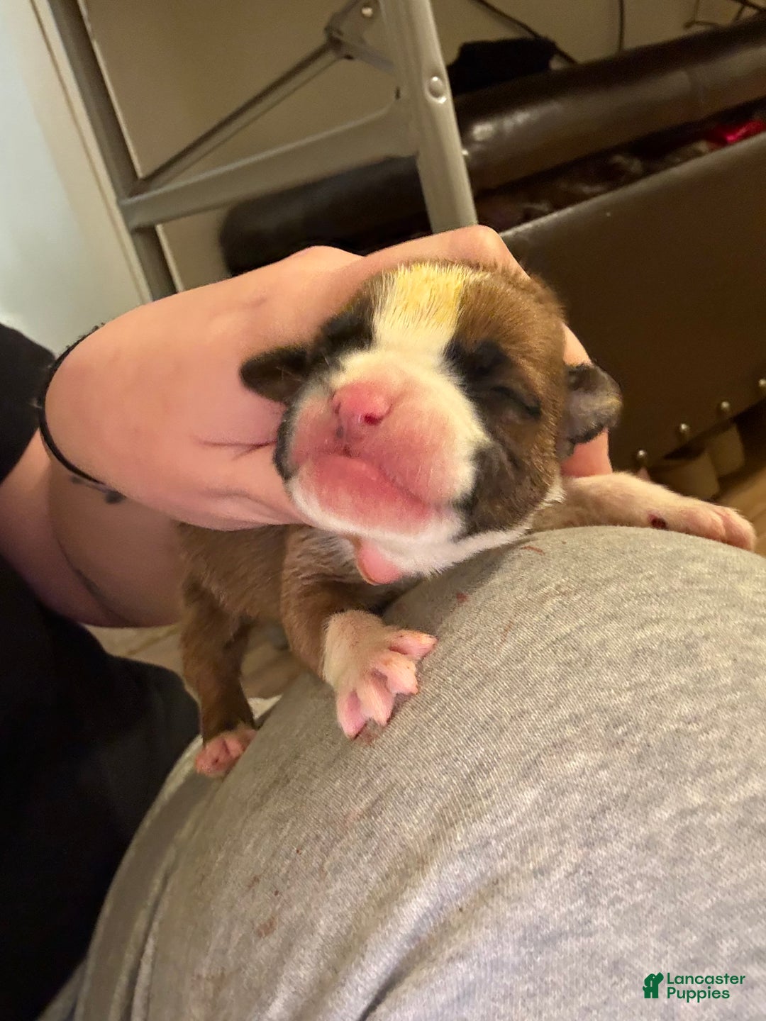 Boxer dogs for sale: Green - Ad 10