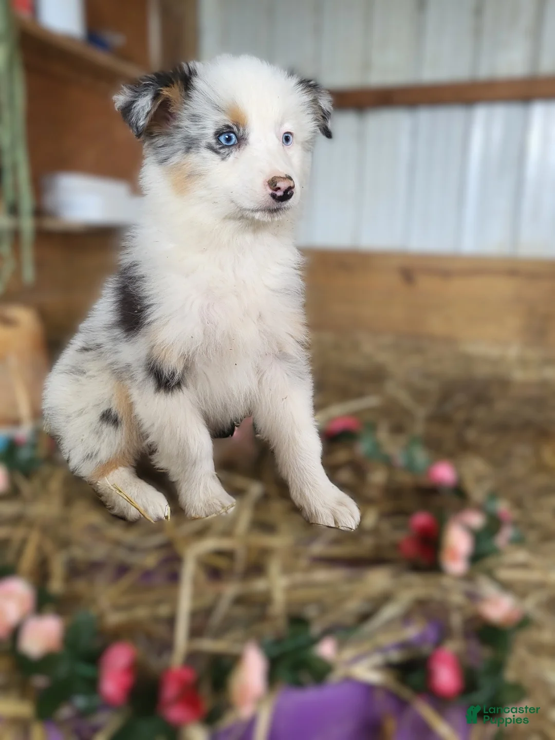 Australian Shepherd dogs for sale: Australian Shepherd Puppy 3 Clare - Ad 3