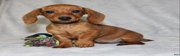Miniature Dachshund dogs for sale: Chole - Ad 10