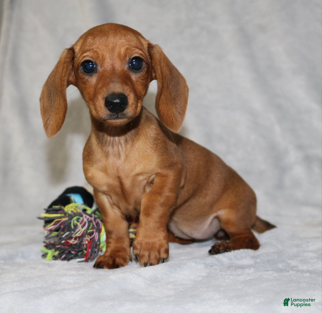 Miniature Dachshund dogs for sale: Chole - Ad 10