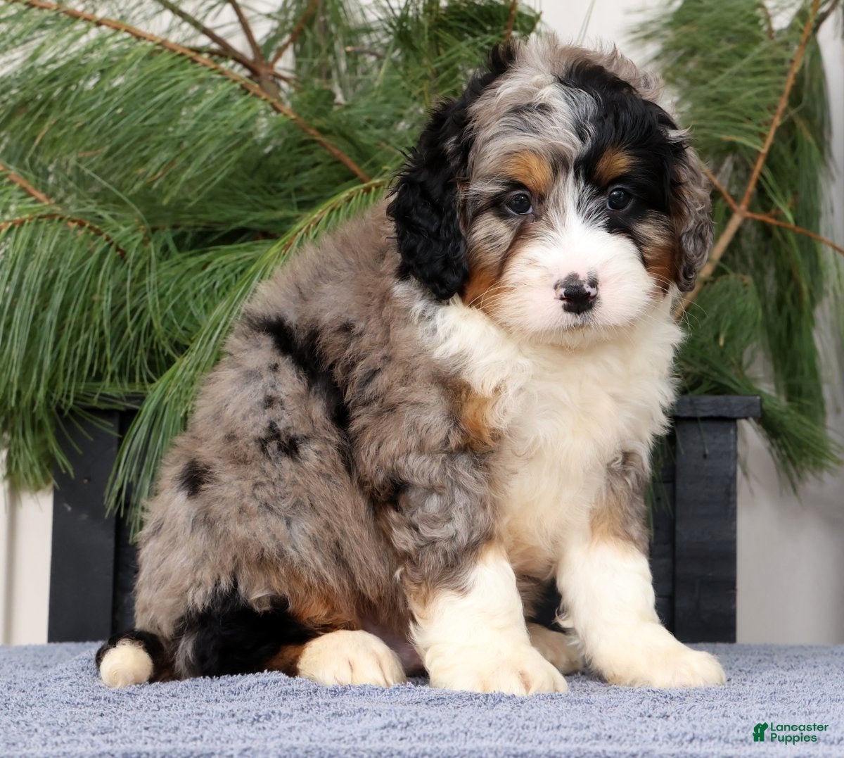 Mini Bernedoodle dogs Talon - Ad 1