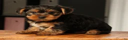 Yorkshire Terrier dogs for sale: Baxter - Ad 8
