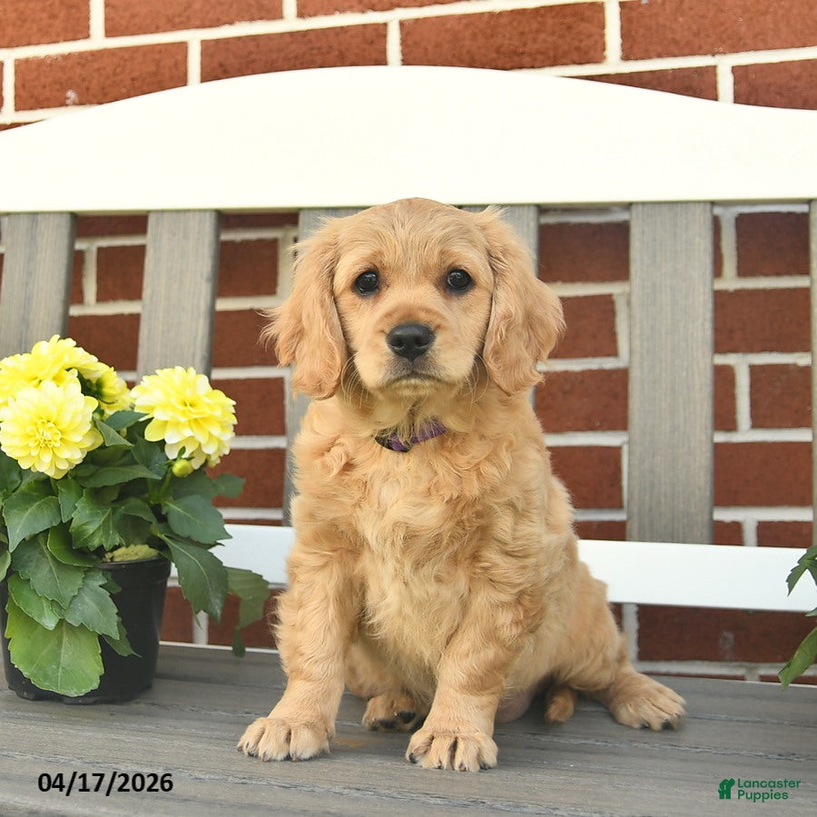 Miniature Golden Retriever dogs Lizzy - Ad 2