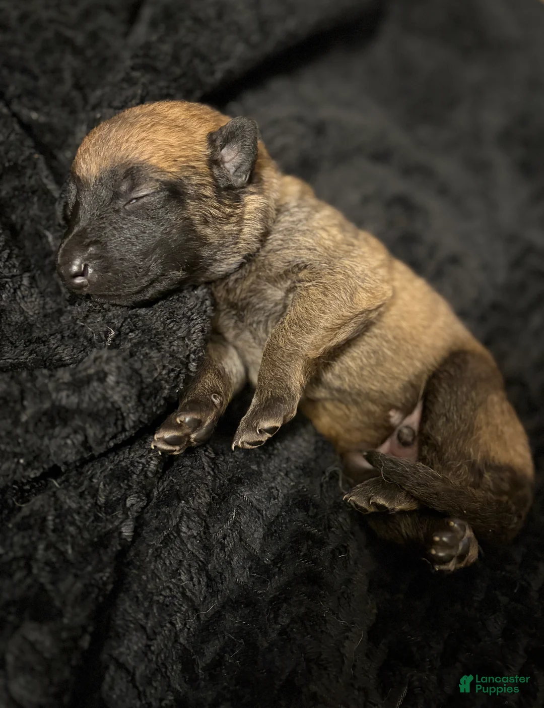 Belgian Malinois dogs for sale: Belgian Malinois Puppy 2 - Ad 2