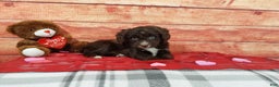 Aussiedoodle dogs for sale: Aussiedoodle Puppy 2 - Ad 1