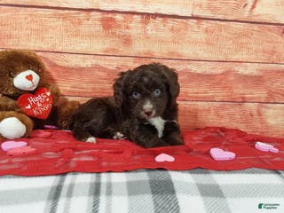 Aussiedoodle dogs Aussiedoodle Puppy 2 - Ad 16