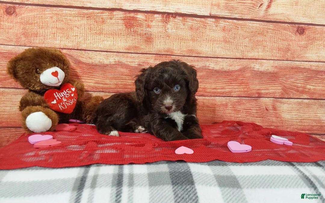 Aussiedoodle dogs for sale: Aussiedoodle Puppy 2 - Ad 1