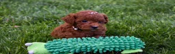 Miniature Poodle dogs for sale: Denver  💕🐶 - Ad 3