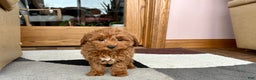 Cavapoo dogs for sale: Cavapoo female Puppy 5 - Ad 8