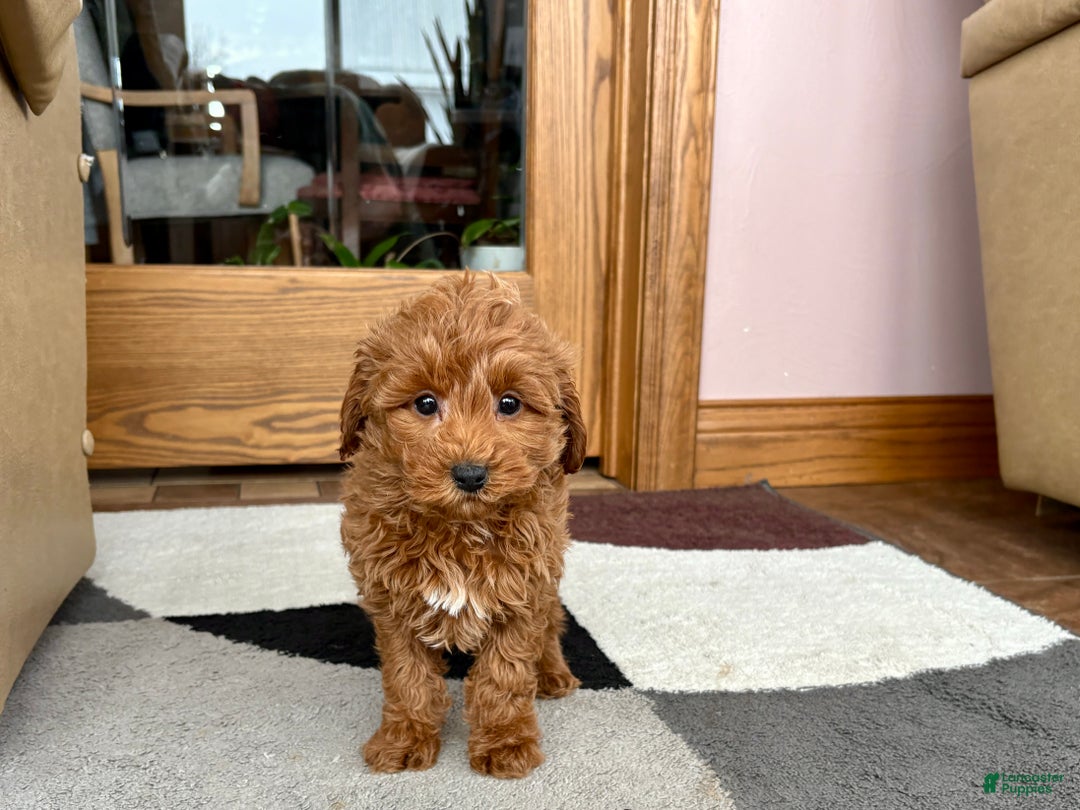 Cavapoo dogs for sale: Cavapoo female Puppy 5 - Ad 8