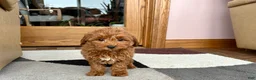 Cavapoo dogs for sale: Cavapoo female Puppy 5 - Ad 8