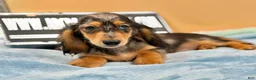 Miniature Dachshund dogs for sale: AKC GCH Frapp Russian blue eye - Ad 8