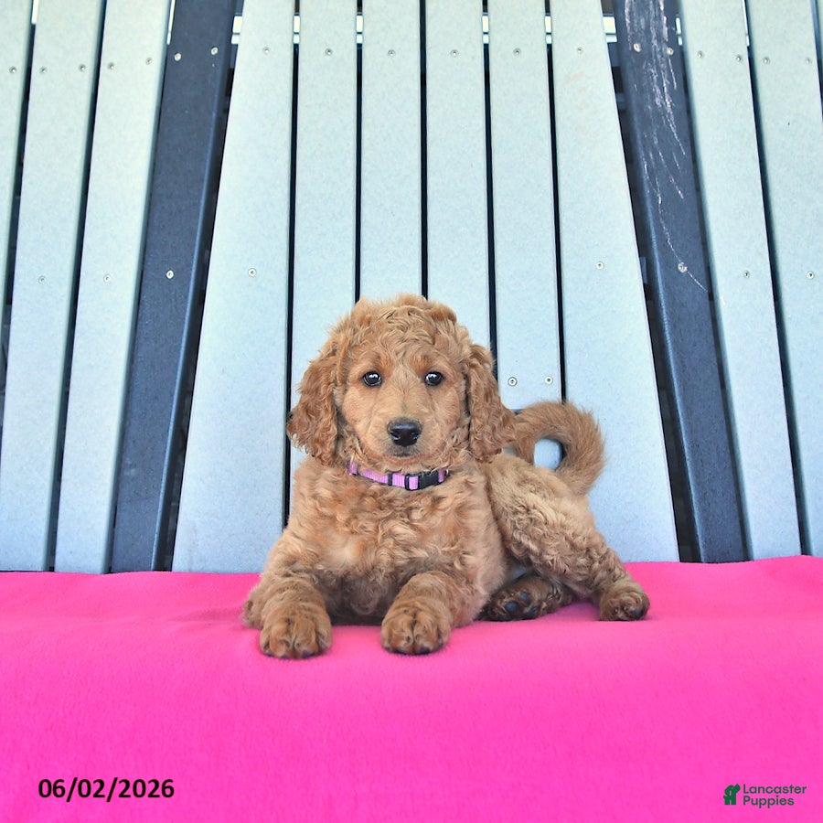Mini Goldendoodle dogs Hazel  - Ad 2