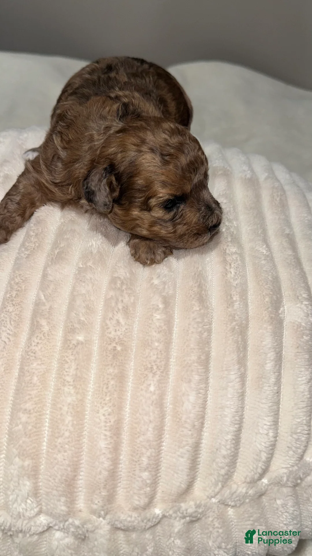 Toy Poodle dogs for sale: Coco - Ad 2