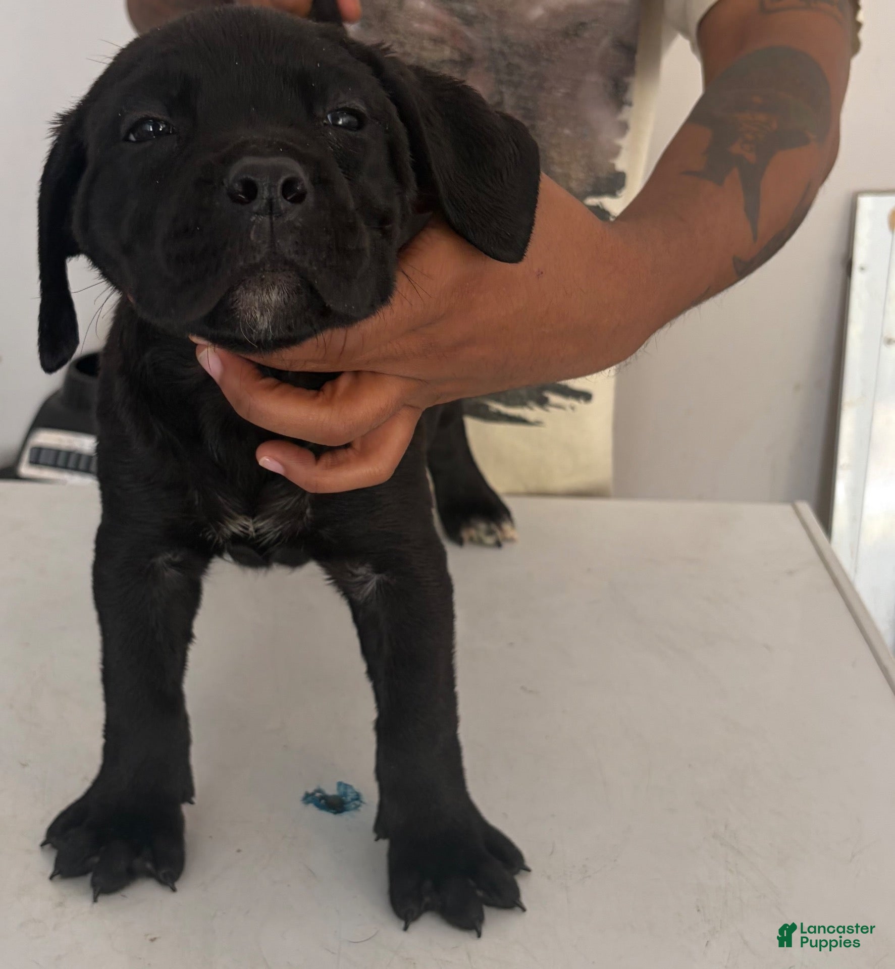 Cane Corso dogs for sale: Cane Corso 2 - Ad 1