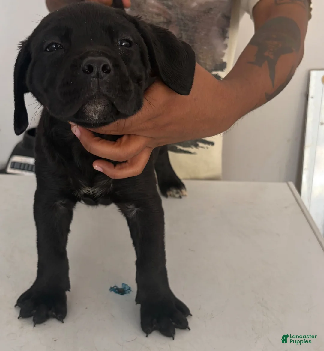 Cane Corso dogs for sale: Cane Corso 2 - Ad 1