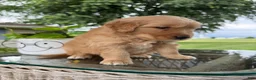 Golden Retriever dogs for sale: Motley - Ad 13