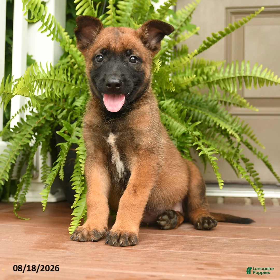 Belgian Malinois dogs for sale: Una  - Ad 1