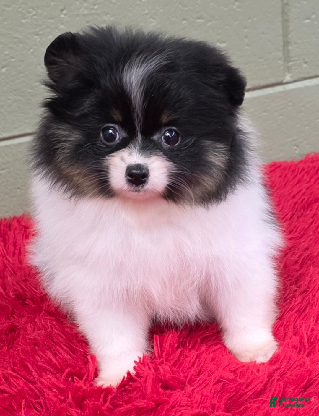 Pomeranian dogs for sale: Pomeranian Puppy 1 - Ad 7
