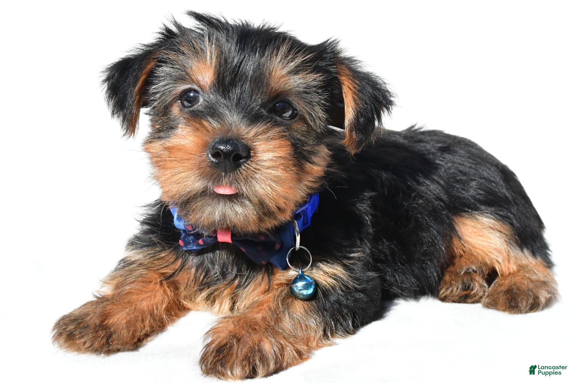 Yorkshire Terrier dogs for sale: Jasper - Ad 2