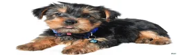 Yorkshire Terrier dogs for sale: Jasper - Ad 2