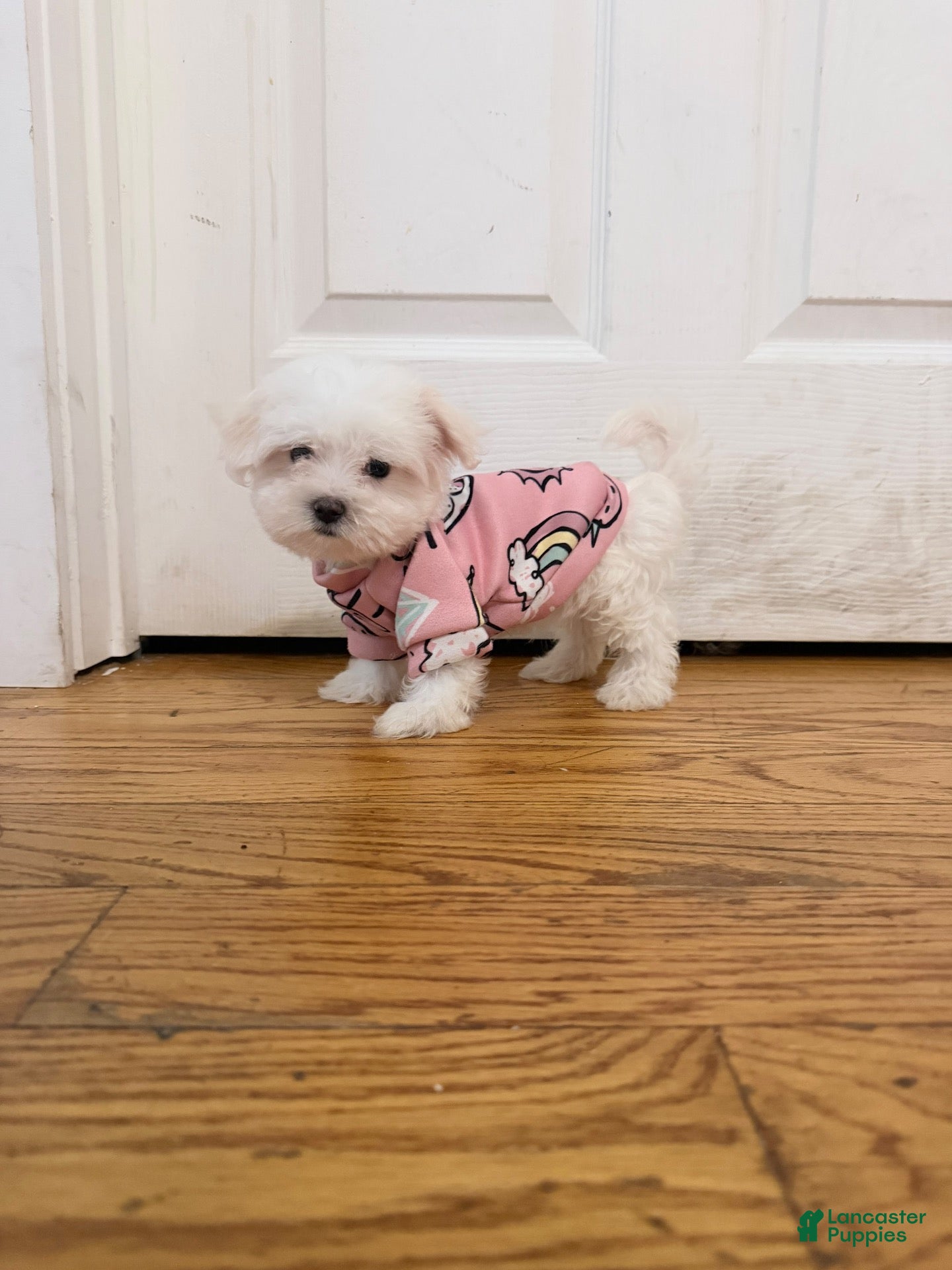 Maltese dogs Ares  - Ad 1