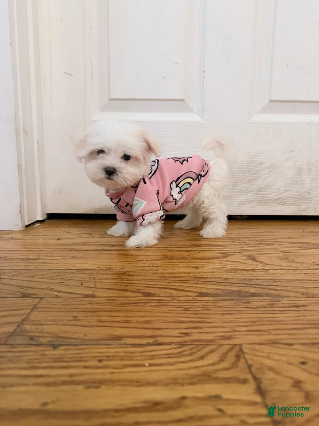 Maltese dogs for sale: Ares  - Ad 1