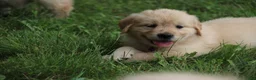 Golden Retriever dogs for sale: Golden Retriever 7 - Ad 5