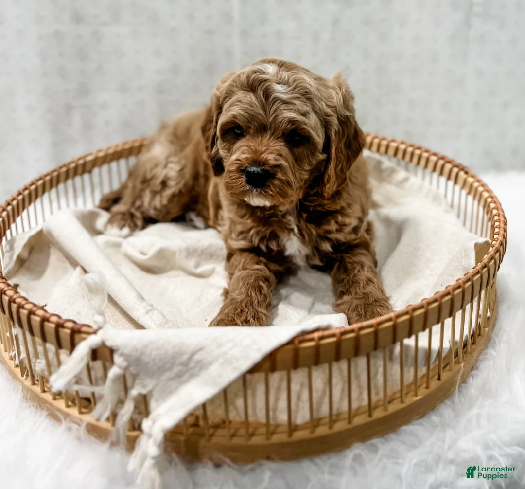 Cavapoo dogs for sale: Reacher - Ad 6