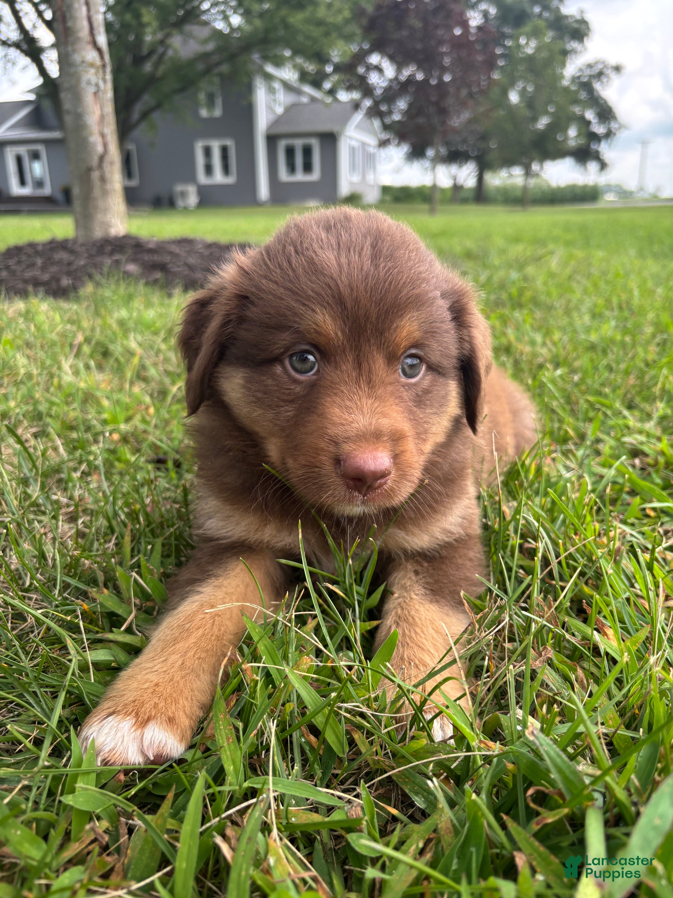 Miniature Australian Shepherd dogs Hazel Miniature Australian Shepherd  - Ad 1