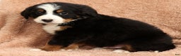 Bernese Mountain Dog dogs for sale: Zack - Ad 9