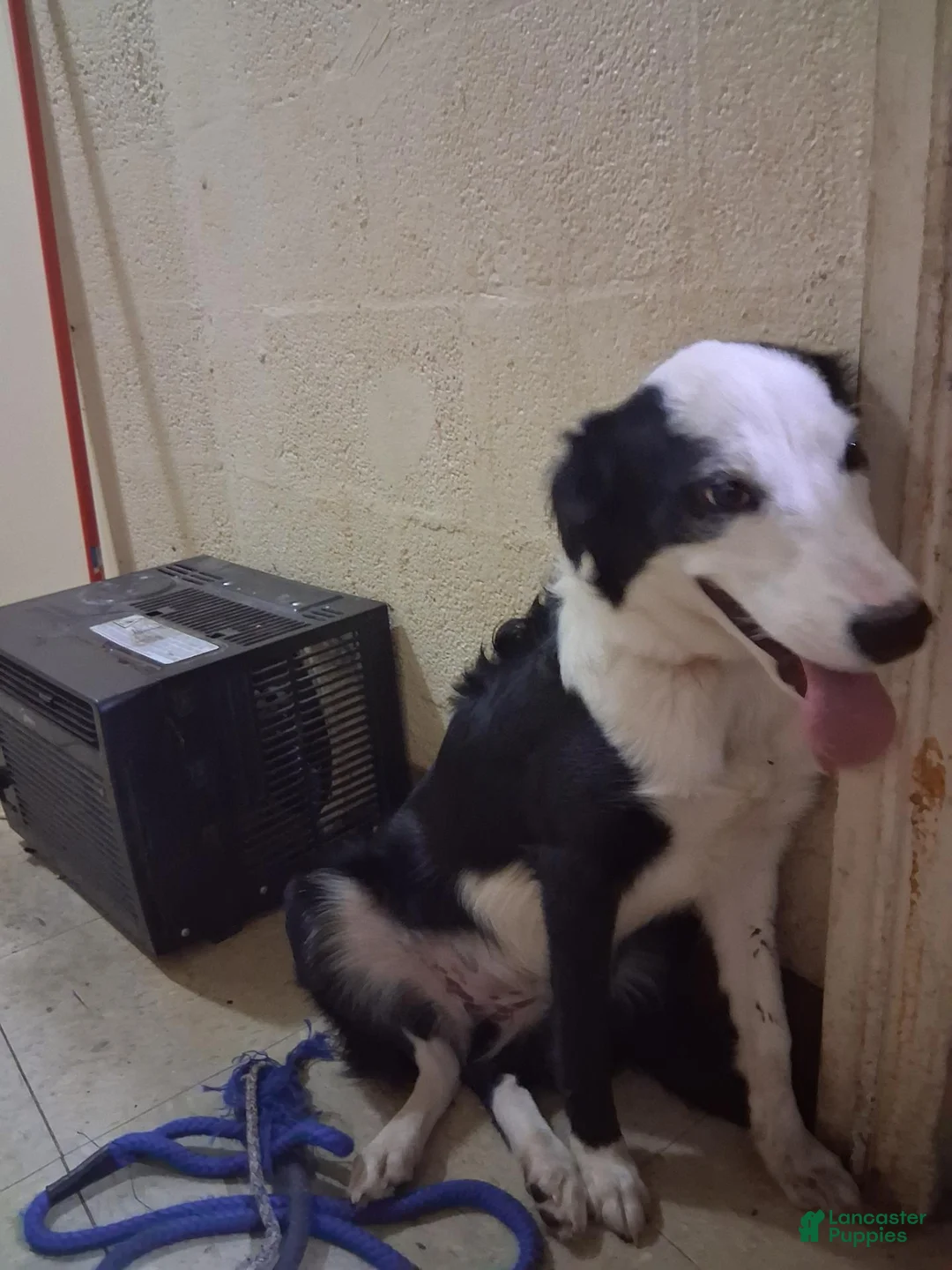 Border Collie dogs for sale: Border Collie 1 - Ad 10