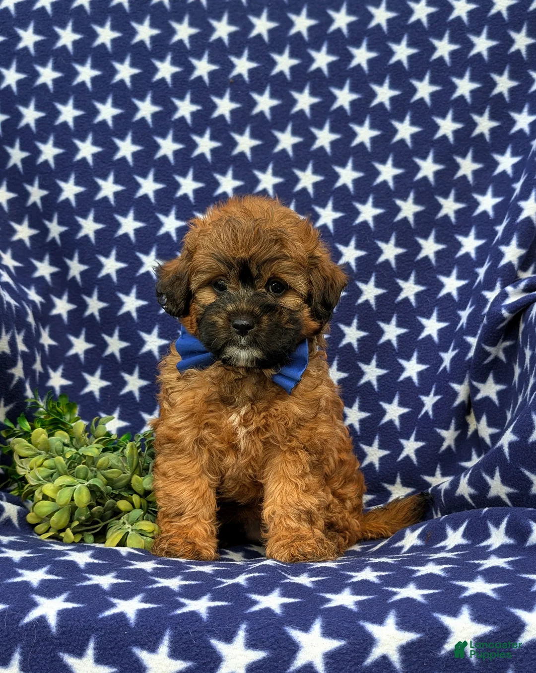 Shihpoo dogs for sale: Colson Hypoallergenic - Ad 1